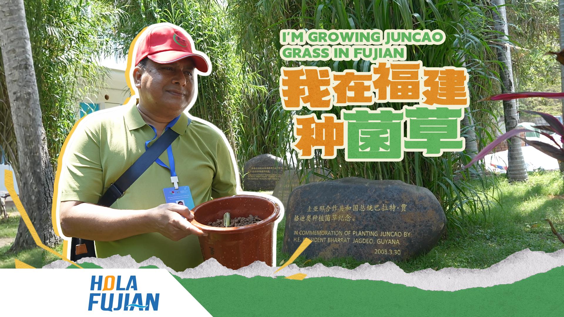 I am planting Juncao Grass in Fujian