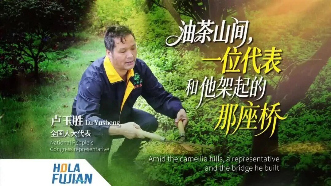 Amid the camellia hill, a representative and the bridge he built