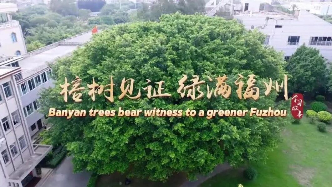 Banyan trees bear witness to a greener Fuzhou