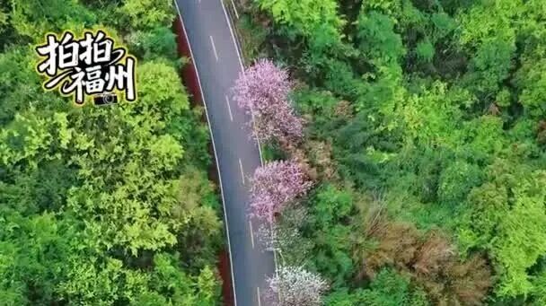 Spring in Kuliang: A Journey Through Blossoms