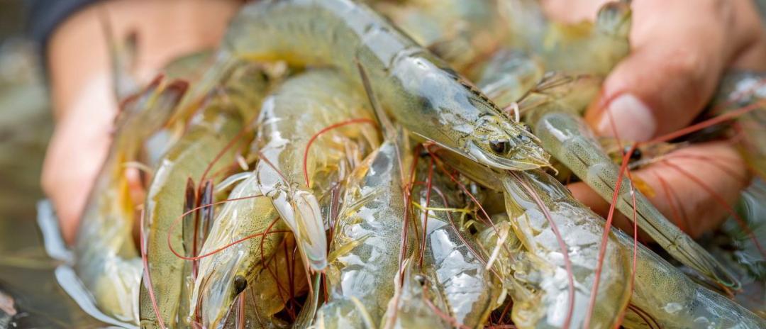 Indonesia Steps Up Aquaculture Development